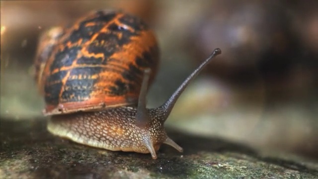 Video Reference: Snail, Slug, Snails and slugs, Terrestrial animal, Sea snail, Lymnaeidae, Invertebrate, Close-up, Organism, Schnecken