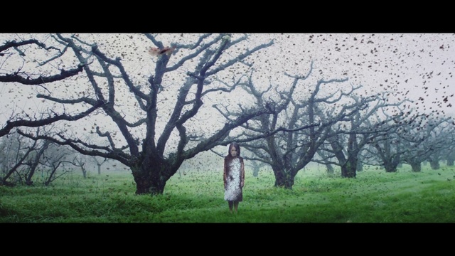 Video Reference: Tree, Nature, Natural landscape, Branch, Atmospheric phenomenon, Woody plant, Natural environment, Vegetation, Sky, Plant