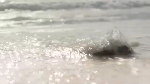 Video Reference: wave, wind wave, water, sea, shore, ocean, marine mammal