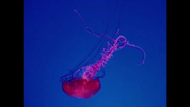 Video Reference: Jellyfish, Cnidaria, Marine invertebrates, Organism, Water, Portuguese man o' war, Invertebrate, Marine biology
