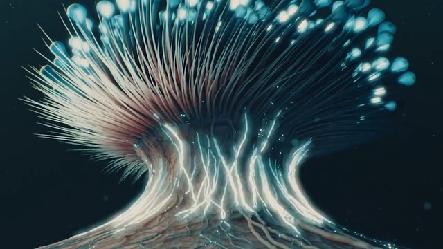 Video Reference: marine biology, organism, close up, computer wallpaper, sky, stock photography, invertebrate