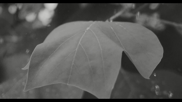 Video Reference: white, leaf, black and white, black, monochrome photography, plant, photography, flora, close up, monochrome