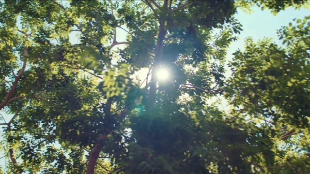 Video Reference: Tree, Nature, Vegetation, Sunlight, Natural environment, Jungle, Forest, Light, Temperate broadleaf and mixed forest, Nature reserve