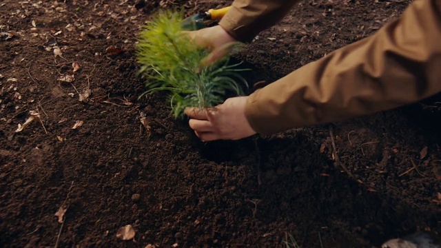 Video Reference: Soil, Plant, Grass, Tree, Grass family, Adaptation, Hand, Sowing, Gardening