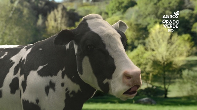 Video Reference: Mammal, Vertebrate, Bovine, Dairy cow, Green, Nose, Pasture, Terrestrial animal, Snout, Livestock