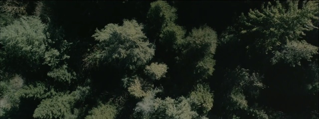 Video Reference: Vegetation, Nature, Natural environment, Organism, Leaf, Biome, Tree, Plant, Coral reef, Sky