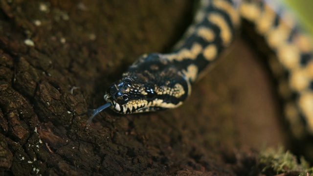 Video Reference: Reptile, Vertebrate, Serpent, Snake, Scaled reptile, Grass snake, Terrestrial animal, Colubridae, Kingsnake, Hognose snake