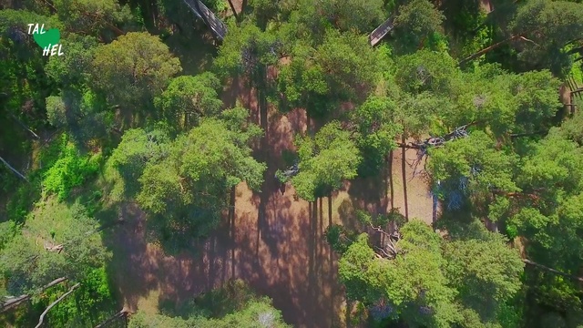 Video Reference: Vegetation, Nature, Tree, Nature reserve, Biome, Natural landscape, Natural environment, Jungle, Plant, Woody plant