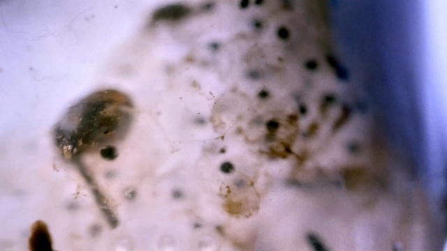 Video Reference: close up, macro photography, organism