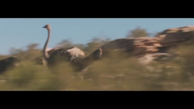 Video Reference: Ostrich, Ratite, Vertebrate, Flightless bird, Bird, Wildlife, Beak, Savanna, Ecoregion, Emu