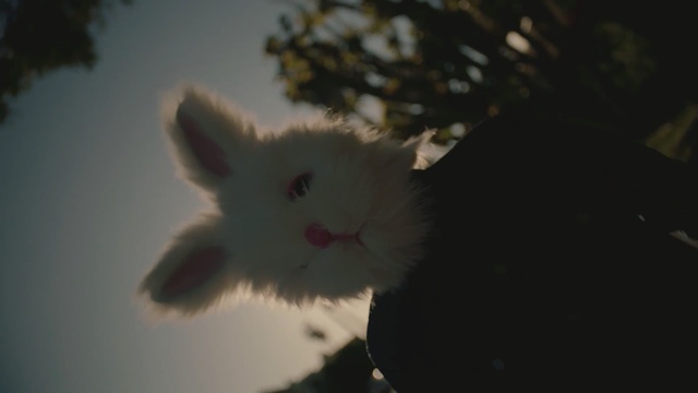Video Reference: Sky, Whiskers, Branch, Snout, Rabbit, Tree, Cloud, Ear, Rabbits and Hares, Domestic rabbit