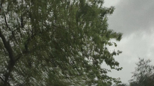 Video Reference: Tree, Nature, Vegetation, Green, Atmospheric phenomenon, Sky, Woody plant, Natural environment, Branch, Plant
