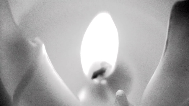Video Reference: White, Monochrome photography, Black-and-white, Light, Monochrome, Petal, Lighting, Close-up, Flower, Photography