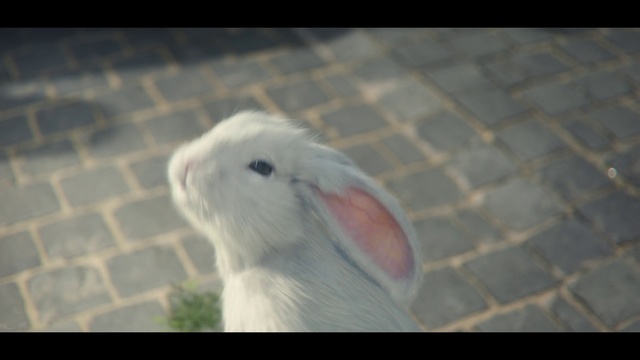Video Reference: Domestic rabbit, Rabbit, Rabbits and Hares, Sky, Hare, Ear, Fawn