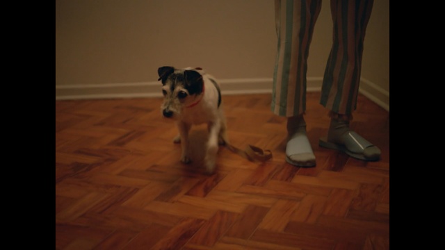 Video Reference: Dog, Mammal, Vertebrate, Canidae, Dog breed, Carnivore, Floor, Ratonero bodeguero andaluz, Flooring, Fox terrier, Person