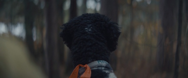 Video Reference: Photography, Canidae, Forest