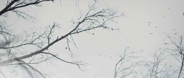 Video Reference: branch, tree, sky, winter, twig, freezing, snow, frost, blizzard