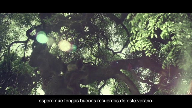 Video Reference: Nature, Tree, Vegetation, Natural environment, Branch, Sunlight, Leaf, Organism, Forest, Biome