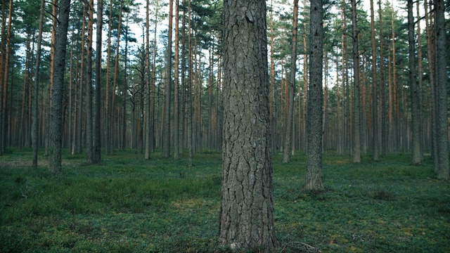 Video Reference: spruce fir forest, ecosystem, woodland, forest, grove, tree, temperate coniferous forest, temperate broadleaf and mixed forest, nature reserve, tropical and subtropical coniferous forests