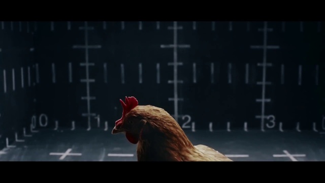 Video Reference: Chicken, Rooster, Darkness, Galliformes, Bird, Livestock, Screenshot, Poultry, Beak, Fictional character, Sitting, Looking, Orange, Front, Screen, Red, Cat, Black, White, Table, Laying, Large, Standing, Room, Text, Animal, Comb