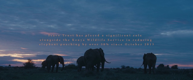 Video Reference: Elephant, Elephants and Mammoths, Wildlife, Indian elephant, Terrestrial animal, African elephant, Sky, Herd, Grassland, Safari