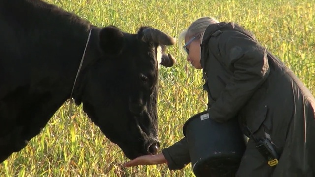 Video Reference: grass, cattle like mammal, pasture, grazing, wildlife, bull, ox, plant, agriculture, Person