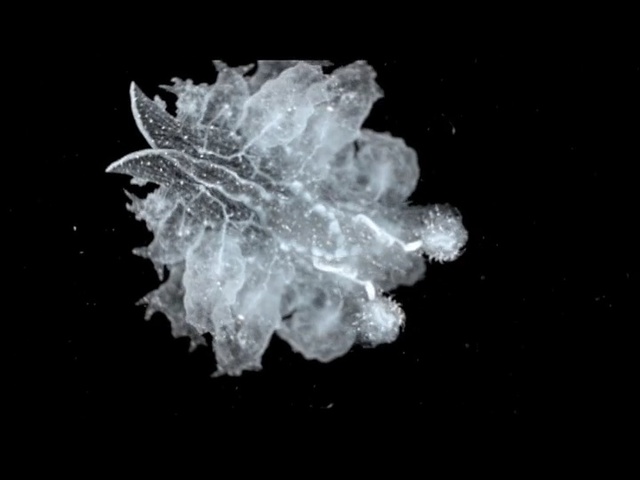 Video Reference: black and white, organism, monochrome photography, monochrome, crystal, darkness, water, marine invertebrates, computer wallpaper, stock photography