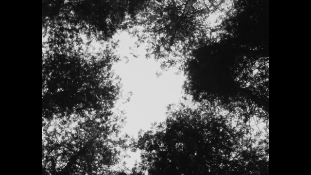 Video Reference: Sky, Black, Monochrome photography, Tree, Nature, White, Black-and-white, Photograph, Monochrome, Leaf