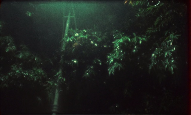 Video Reference: Green, Nature, Light, Darkness, Night, Tree, Sky, Water, Atmosphere, Forest