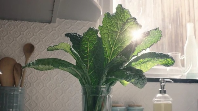Video Reference: Flower, Leaf, Plant, Houseplant, Leaf vegetable, Flowerpot, Vegetable, Flowering plant, Plant stem, Lacinato kale, Person