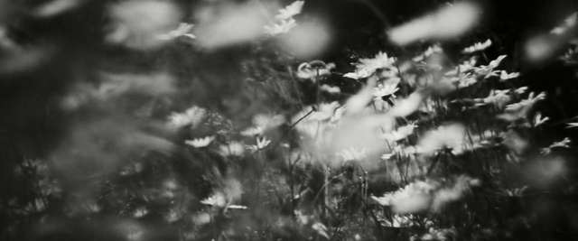 Video Reference: nature, black, black and white, photograph, sky, monochrome photography, atmosphere, photography, darkness, branch