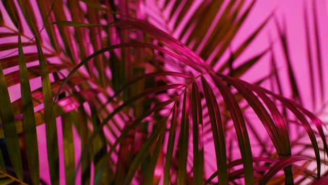 Video Reference: pink, purple, magenta, violet, petal, computer wallpaper, plant, Person