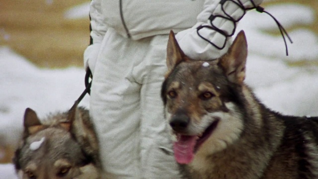 Video Reference: Dog, Carnivore, Dog breed, Snow, Fawn, Companion dog, Snout, Fur, Herding dog, Sporting Group