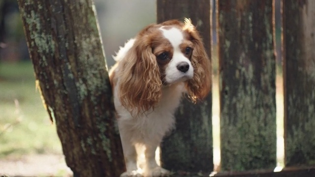 Video Reference: Dog, Mammal, Vertebrate, Dog breed, Canidae, King charles spaniel, Cavalier king charles spaniel, Companion dog, Carnivore, Spaniel