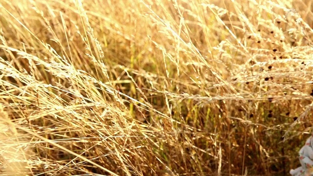 Video Reference: Plant, Khorasan wheat, Grass, Natural landscape, Agriculture, Grass family, Terrestrial plant, Dinkel wheat, Einkorn wheat, Field