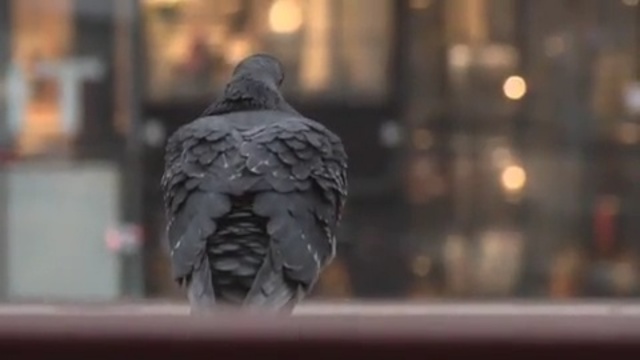 Video Reference: beak, bird, Person