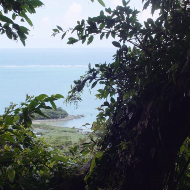 Video Reference: vegetation, nature reserve, rainforest, jungle, tree, leaf, water, tropics, sky, forest, Person