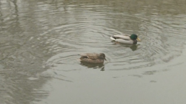 Video Reference: bird, duck, mallard, water, fauna, water bird, vertebrate, ducks geese and swans, waterfowl, beak