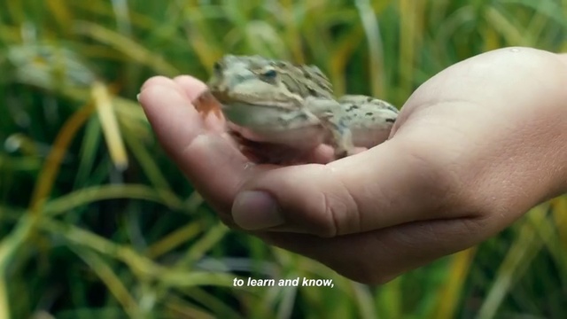 Video Reference: Toad, Reptile, Adaptation, Hand, Lizard, Amphibian, Scaled reptile, Common chameleon, Frog