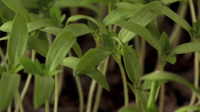 Video Reference: plant, grass, herb, grass family, terrestrial plant, plant stem