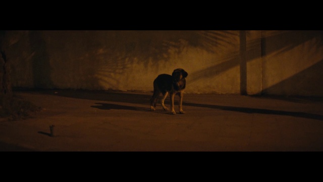 Video Reference: Black, Darkness, Light, Wildlife, Snapshot, Sky, Brown, Dog breed, Canidae, Sunlight