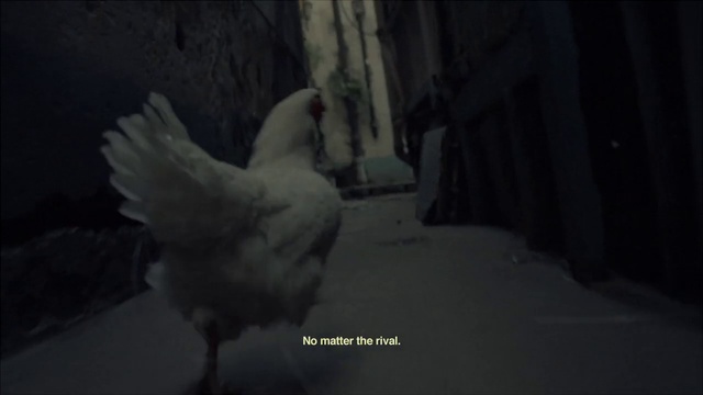 Video Reference: White, Black, Bird, Beak, Galliformes, Darkness, Wing, Neck, Adaptation, Photography