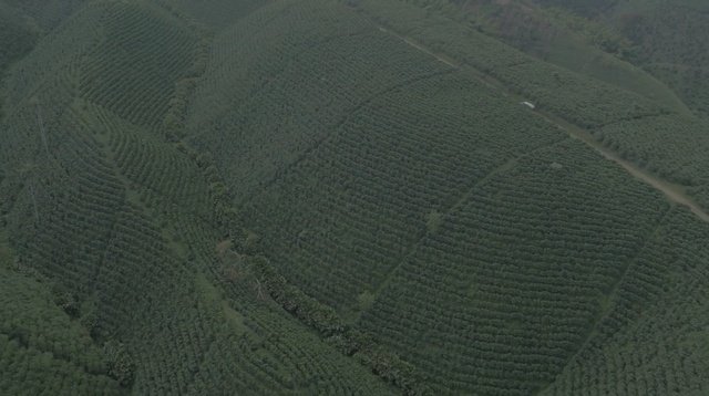 Video Reference: green, ecosystem, aerial photography, field, agriculture, grass, crop, biome, sky, hill station