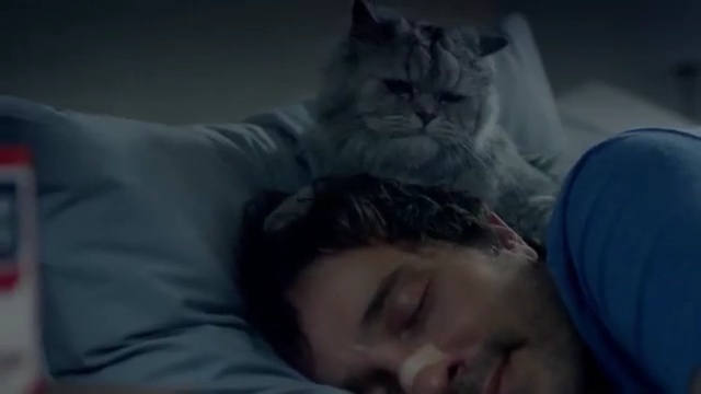 Video Reference: face, cat, mammal, vertebrate, small to medium sized cats, cat like mammal, eye, whiskers, mouth, kitten