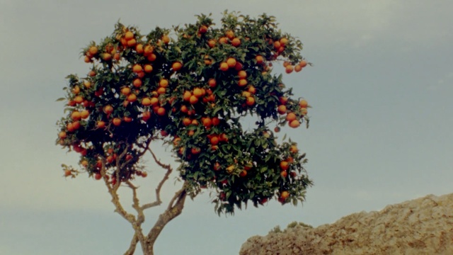 Video Reference: tree, plant, flora, branch, shrub, Person