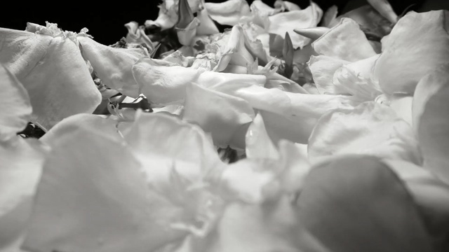 Video Reference: white, black and white, flower, monochrome photography, petal, photography, monochrome, ice, still life photography, freezing