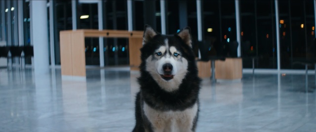 Video Reference: Dog, Mammal, Siberian husky, Vertebrate, Canidae, Alaskan malamute, Sakhalin husky, Dog breed, Carnivore, Sled dog, Person