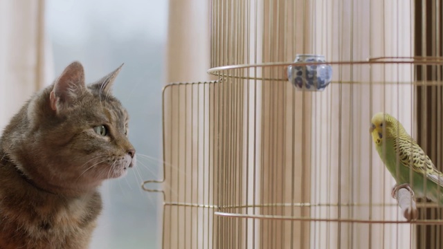 Video Reference: cat, fauna, cage, animal shelter, whiskers, small to medium sized cats, cat like mammal, wood, beak, wildlife