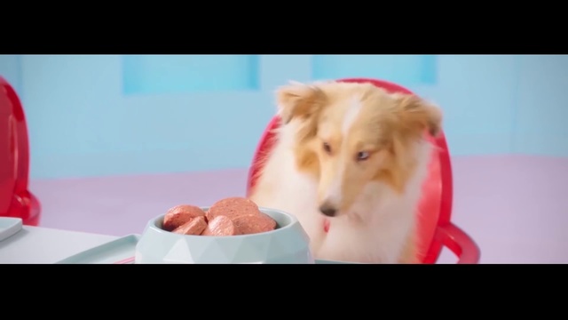 Video Reference: Dog, Mammal, Vertebrate, Canidae, Carnivore, Dog breed, Companion dog, Puppy, Sporting Group, Australian shepherd