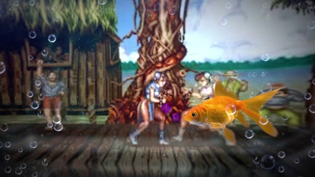 Video Reference: Goldfish, Fish, Fish, Feeder fish, Organism, Bony-fish, Games